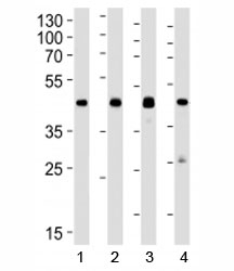 Western blot analysis of lysate from 1) human A549, 2) mouse Neuro-2a, 3) mouse NIH3T3, and 4) rat C6 cell line using CREB1 antibody at 1:1000. Predicted molecular weight is 37 kDa but routinely observed at ~43 kDa.