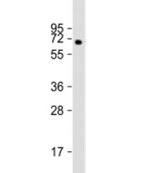 Western blot testing of human pancreas lysate with MGAT4B antibody at 1:2000. Predicted molecular weight ~63 kDa but may be observed at higher molecular weights due to glycosylation.