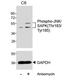 Western blot testing of extracts from C6 cells, untreated or treated with anisomycin (25 ug/ml), with phospho-JNK/SAPK antibody at 1:500 (upper) or GAPDH Ab (lower).