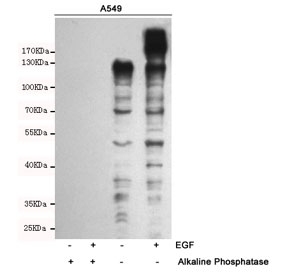 Western blot analysis of extracts from A549 cells, untreated and treated with Epidermal Growth Factor (10ng/ml, 15min), using Phosphotyrosine antibody. The phospho-specificity of the antibody was further characterized by treating the membrane with alkaline phosphatase after Western transfer.
