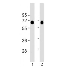 Western blot testing of LAT1 antibody at 1:2000: Lane 1) human lung and 2) placenta lysate. Predicted molecular weight ~55 kDa.