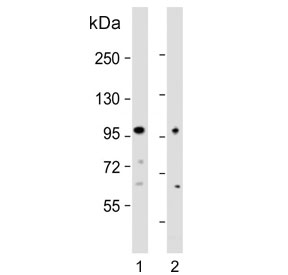 Western blot testing of human 1) A549 and 2) LOVO cell lysate with EPS8 antibody. Expected molecular weight: 92-97 kDa.