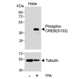 Western blot testing of lysate from HeLa cells treated or untreated with TPA, using phospho-CREB antibody.