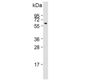 Western blot testing of human kidney lysate with PI4K2A antibody. Predicted molecular weight ~54 kDa.