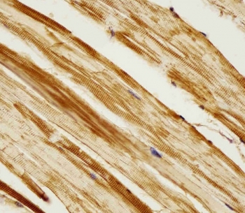 IHC testing of FFPE zebrafish body tissue with zebrafish Ak2 antibody. HIER: steam section in pH6 citrate buffer for 20 min and allow to cool prior to staining.