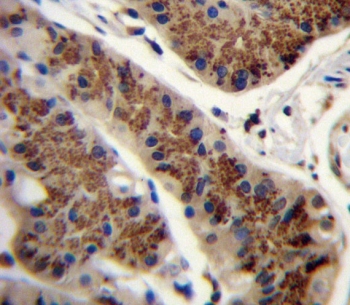 IHC testing of FFPE human stomach tissue with Inhibin beta A chain antibody. HIER: steam section in pH6 citrate buffer for 20 min and allow to cool prior to staining.