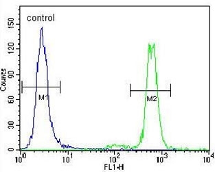 Flow cytometry testing of human HeLa cells with MAPK3 antibody; Blue=isotype control, Green= MAPK3 antibody.