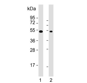 Western blot testing of human 1) HeLa and 2) K562 cell lysate with DDX39B antibody. Predicted molecular weight ~49 kDa.