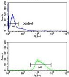 Flow cytometry testing of human Ramos cells with POU2AF1 antibody; Blue=isotype control, Green= POU2AF1 antibody.
