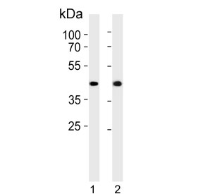 Western blot testing of human 1) HepG2 and 2) SW480 cell lysate with ADH7 antibody. Predicted molecular weight ~41 kDa.