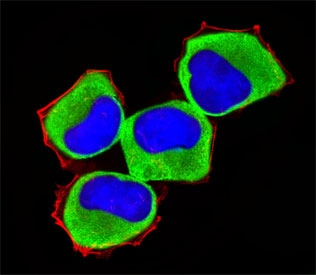 Immunofluorescent staining of human NCI-H460 cells with MAP3K13 antibody (green), DAPI nuclear stain (blue) and anti-Actin (red).