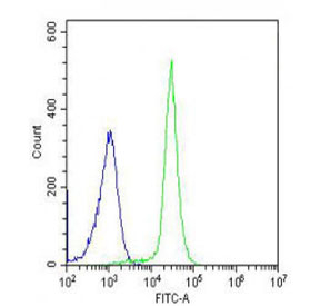 Flow cytometry testing of fixed human K562 cells with IL1RL2 antibody; Blue=isotype control, Green= IL1RL2 antibody.