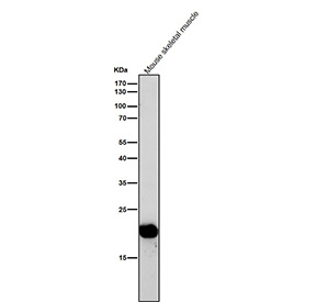 All lanes use the antibody at 1:1K dilution for 1 hour at room temperature. Predicted molecular weight ~18 kDa.