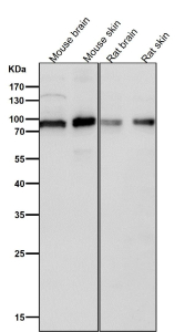 All lanes use the antibody at 1:1K dilution for 1 hour at room temperature. Predicted molecular weight ~89 kDa.