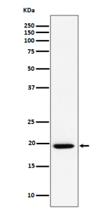 Western blot analysis of UFC1 expression in cell lysate using UFC1 antibody. Predicted molecular weight ~19 kDa.