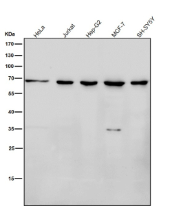 All lanes use the antibody at 1:3K dilution for 1 hour at room temperature. Predicted molecular weight ~66 kDa.