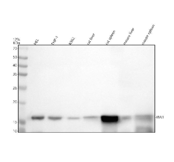 Western blot analysis of AIF1 using anti-AIF1 antibody. Electrophoresis was performed on a 12% SDS-PAGE gel at 80V (Stacking gel) / 120V (Resolving gel) for 2 hours. Lane 1: human HEL whole cell lysates, Lane 2: human THP-1 whole cell lysates, Lane 3: human K562 whole cell lysates, Lane 4: rat liver tissue lysates, Lane 5: rat spleen tissue lysates, Lane 6: mouse liver tissue lysates, Lane 7: mouse spleen tissue lysates. After electrophoresis, proteins were transferred to a nitrocellulose membrane at 150 mA for 50-90 minutes. Blocked the membrane with 5% non-fat milk/TBS for 1.5 hour at RT. The membrane was incubated with rabbit anti-AIF1 antibody at 1: 500 overnight at 4oC, then washed with TBS-0.1%Tween 3 times with 5 minutes each and probed with a goat anti-rabbit IgG-HRP secondary antibody at a dilution of 1:5000 for 1.5 hour at RT. The signal was developed using an ECL Plus Western Blotting Substrate. A specific band was detected for AIF1 at approximately 17 kDa. The expected band size for IBA1/AIF1 is at 17 kDa.