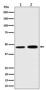 Western blot analysis of TIMM44 expression in (1) human K562 cell lysate; (2) rat C6 cell lysate using TIMM44 antibody. Predicted molecular weight ~51 kDa, commonly observed at 45-51 kDa.