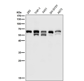 All lanes use the antibody at 1:3K dilution for 1 hour at room temperature. Expected size for c-Src (phospho-Tyr529) ~60 kDa. Observed (possible) doublet at ~55 kDa and ~60 kDa likely reflects full-length and slightly modified/truncated phosphorylated forms of c-Src, consistent with literature indicating Src family kinases migrate in the 55-62 kDa range.