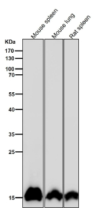All lanes use the antibody at 1:1K dilution for 1 hour at room temperature.