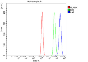 Flow Cytometry analysis of HEL cells using anti-LAT antibody. Overlay histogram showing HEL cells stained with (Blue line). The cells were fixed with 4% paraformaldehyde and blocked with 10% normal goat serum. And then incubated with rabbit anti-LAT antibody (1 ug/million cells) for 30 min at 20oC. DyLight 488 conjugated goat anti-rabbit IgG (5-10 ug/million cells) was used as secondary antibody for 30 minutes at 20oC. Isotype control antibody (Green line) was rabbit IgG (1 ug/million cells) used under the same conditions. Unlabelled sample (Red line) was also used as a control.