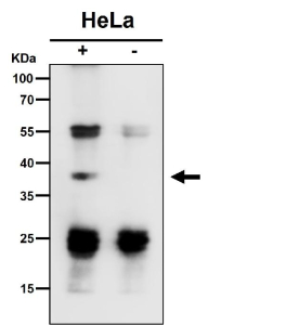 Immunoprecipitate (IP) analysis using the antibody at 1:50 dilution. (Western blot at 1:1K dilution)