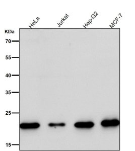 All lanes use the MRPL11 antibody at 1:1K dilution for 1 hour at room temperature. Predicted molecular weight ~21 kDa.