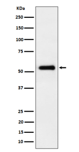 Western blot analysis of PEPD expression in HepG2 cell lysate using PEPD antibody. Predicted molecular weight ~55 kDa.