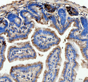 IHC analysis of Lysozyme using anti-Lysozyme antibody. Lysozyme was detected in a paraffin-embedded section of mouse colon tissue. Heat mediated antigen retrieval was performed in EDTA buffer (pH 8.0, epitope retrieval solution). The tissue section was blocked with 10% goat serum. The tissue section was then incubated with 2 ug/ml rabbit anti-Lysozyme antibody overnight at 4oC. Peroxidase Conjugated Goat Anti-rabbit IgG was used as secondary antibody and incubated for 30 minutes at 37oC. The tissue section was developed using an HRP secondary and DAB substrate.