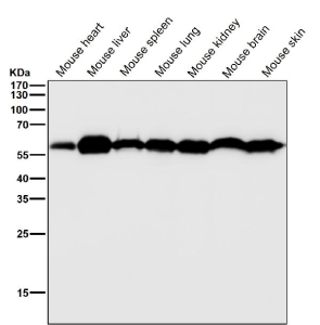 All lanes use the KLC3 antibody at 1:2K dilution for 1 hour at room temperature. Predicted molecular weight ~55 kDa.