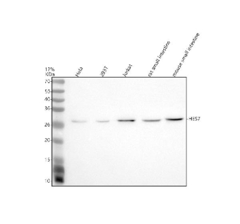 Western blot analysis of HES7 using anti-HES7 antibody. Electrophoresis was performed on a 12% SDS-PAGE gel at 80V (Stacking gel) / 120V (Resolving gel) for 2 hours. Lane 1: human Hela whole cell lysates, Lane 2: human 293T whole cell lysates, Lane 3: human Jurkat whole cell lysates, Lane 4: rat small intestine tissue lysates, Lane 5: mouse small intestine tissue lysates. After electrophoresis, proteins were transferred to a nitrocellulose membrane at 150 mA for 50-90 minutes. Blocked the membrane with 5% non-fat milk/TBS for 1.5 hour at RT. The membrane was incubated with rabbit anti-HES7 antibody at 0.5 ug/ml overnight at 4oC, then washed with TBS-0.1%Tween 3 times with 5 minutes each and probed with a goat anti-rabbit IgG-HRP secondary antibody at a dilution of 1:5000 for 1.5 hour at RT. The signal was developed using an ECL Plus Western Blotting Substrate. A specific band was detected for HES7 at approximately 25 kDa. The expected band size for HES7 is at 25 kDa.