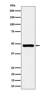 Western blot analysis of SNX5 expression in Jurkat cell lysate using SNX5 antibody.