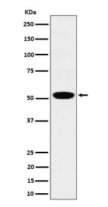 Western blot analysis of LAP3 expression in 293T cell lysate using LAP3 antibody.