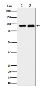 Western blot analysis of CSDE1 expression in (1) K562 cell lysate; (2) PC-12 cell lysate using CSDE1 antibody. Predicted molecular weight ~89 kDa.