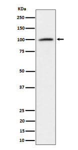 Western blot analysis of Nucleolin expression in K562 cell lysate using NCL antibody.