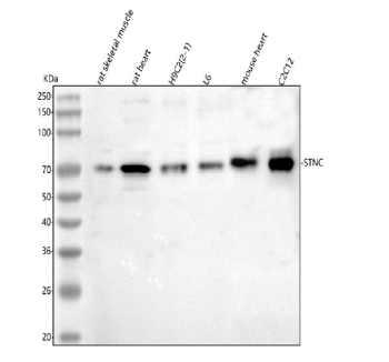 Western blot analysis of SYNC using anti-SYNC antibody. Lane 1: rat skeletal muscle tissue lysates, Lane 2: rat heart tissue lysates, Lane 3: rat H9C2(2-1) whole cell lysates, Lane 4: rat L6 whole cell lysates, Lane 5: mouse heart tissue lysates, Lane 6: mouse C2C12 whole cell lysates. After electrophoresis, proteins were transferred to a nitrocellulose membrane at 150 mA for 50-90 minutes. Blocked the membrane with 5% non-fat milk/TBS for 1.5 hour at RT. The membrane was incubated with rabbit anti-SYNC antibody at 0.5 ug/ml overnight at 4oC, then washed with TBS-0.1%Tween 3 times with 5 minutes each and probed with a goat anti-rabbit IgG-HRP secondary antibody at a dilution of 1:5000 for 1.5 hour at RT. The signal was developed using enhanced chemiluminescent. A specific band was detected for SYNC at approximately 72 kDa. The expected band size for SYNC is at 54 kDa but is also observed at 65-70 kDa.