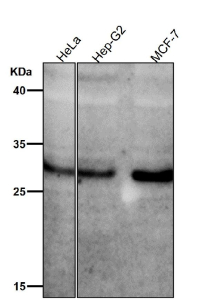 All lanes use the Phospho-MST1/MST2 (Thr183/Thr180) antibody  at 1:1K dilution for 1 hour at room temperature.