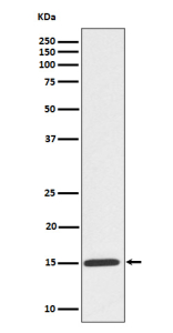Western blot analysis of Phospho-Histone H3 (S10) expression in HeLa treated Colcemid cell lysate, using Phospho-Histone H3 (Ser10) antibody.