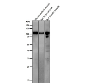 All lanes use the Phospho-AMPA Receptor 1 (Ser831) antibody at 1:1K dilution for 1 hour at room temperature.