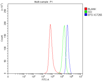 Flow Cytometry analysis of SH-SY5Y cells using anti-EFS antibody. Overlay histogram showing SH-SY5Y cells stained with (Blue line). To facilitate intracellular staining, cells were fixed with 4% paraformaldehyde and permeabilized with permeabilization buffer. The cells were blocked with 10% normal goat serum. And then incubated with rabbit anti-EFS antibody (1 ug/million cells) for 30 min at 20oC. DyLight 488 conjugated goat anti-rabbit IgG (5-10 ug/million cells) was used as secondary antibody for 30 minutes at 20oC. Isotype control antibody (Green line) was rabbit IgG (1 ug/million cells) used under the same conditions. Unlabelled sample without incubation with primary antibody and secondary antibody (Red line) was used as a blank control.