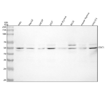 Western blot analysis of ODC1 using anti-ODC1 antibody. Lane 1: human Hela whole cell lysates, Lane 2: human HepG2 whole cell lysates, Lane 3: human LNCAP whole cell lysates, Lane 4: human 293T whole cell lysates, Lane 5: rat thymus tissue lysates, Lane 6: rat RH35 whole cell lysates, Lane 7: mouse NIH/3T3 whole cell lysates. After electrophoresis, proteins were transferred to a nitrocellulose membrane at 150 mA for 50-90 minutes. Blocked the membrane with 5% non-fat milk/TBS for 1.5 hour at RT. The membrane was incubated with rabbit anti-ODC1 antibody at 0.5 ug/ml overnight at 4oC, then washed with TBS-0.1%Tween 3 times with 5 minutes each and probed with a goat anti-rabbit IgG-HRP secondary antibody at a dilution of 1:5000 for 1.5 hour at RT. The signal was developed using enhanced chemiluminescent. The expected band size for ODC1 is at 51 kDa (active form) and 55 kDa (modified/conformational form).