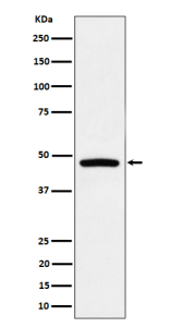 Western blot analysis of PREB expression in Raji cell lysate using PREB antibody.