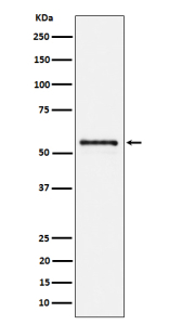 Western blot analysis of PTBP2 expression in Neuro2a cell lysate using PTBP2 antibody.