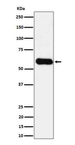 Western blot analysis of CD275 in HUVEC cell lysate using ICOSLG antibody.