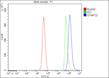 Flow Cytometry analysis of human SH-SY5Y cells using anti-SYNPO2 antibody. Overlay histogram showing SH-SY5Y cells stained with (Blue line). To facilitate intracellular staining, cells were fixed with 4% paraformaldehyde and permeabilized with permeabilization buffer. The cells were blocked with 10% normal goat serum. And then incubated with rabbit anti-SYNPO2 antibody (1 ug/million cells) for 30 min at 20oC. DyLight 488 conjugated goat anti-rabbit IgG (5-10 ug/million cells) was used as secondary antibody for 30 minutes at 20oC. Isotype control antibody (Green line) was rabbit IgG (1 ug/million cells) used under the same conditions. Unlabelled sample (Red line) was also used as a control.
