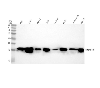 Western blot analysis of Histone H3 using Histone H3 (mono methyl K36) antibody. Lane 1: human Hela whole cell lysates, Lane 2: human Jurkat whole cell lysates, Lane 3: human HepG2 whole cell lysates, Lane 4: human 293T whole cell lysates, Lane 5: rat heart tissue lysates, Lane 6: rat RH35 whole cell lysates, Lane 7: mouse heart tissue lysates, Lane 8: mouse NIH/3T3 whole cell lysates. After electrophoresis, proteins were transferred to a nitrocellulose membrane at 150 mA for 50-90 minutes. Blocked the membrane with 5% non-fat milk/TBS for 1.5 hour at RT. The membrane was incubated with rabbit anti-Histone H3 antibody at 1:1000 overnight at 4oC, then washed with TBS-0.1%Tween 3 times with 5 minutes each and probed with a goat anti-rabbit IgG-HRP secondary antibody at a dilution of 1:500 for 1.5 hour at RT. The signal was developed using enhanced chemiluminescent. A specific band was detected for Histone H3 at approximately 15-17 kDa. The expected molecular weight of Histone H3 is at 15 kDa.