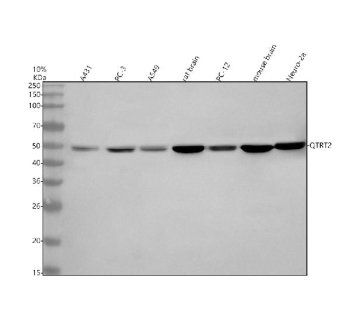 Western blot analysis of QTRT2 using anti-QTRT2 antibody. Electrophoresis was performed on a 10% SDS-PAGE gel at 80V (Stacking gel) / 120V (Resolving gel) for 2 hours. Lane 1: human whole cell lysates, Lane 2: human PC-3 whole cell lysates, Lane 3: human whole cell lysates, Lane 4: rat brain tissue lysates, Lane 5: rat PC-12 whole cell lysates, Lane 6: mouse brain tissue lysates, Lane 7: mouse Neuro-2a whole cell lysates. After electrophoresis, proteins were transferred to a nitrocellulose membrane at 150 mA for 50-90 minutes. Blocked the membrane with 5% non-fat milk/TBS for 1.5 hour at RT. The membrane was incubated with rabbit anti-QTRT2 antibody at 0.5 ug/ml overnight at 4oC, then washed with TBS-0.1%Tween 3 times with 5 minutes each and probed with a goat anti-rabbit IgG-HRP secondary antibody at a dilution of 1:5000 for 1.5 hour at RT. The signal was developed using an ECL Plus Western Blotting Substrate. The expected molecular weight of QTRT2 is ~47 kDa.