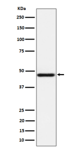 Western blot analysis of AZI2 expression in HeLa cell lysate using AZI2 antibody. Predicted molecular weight ~45 kDa.