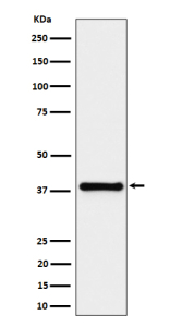 Western blot analysis of UCHL5IP/HAUS7 expression in HeLa cell lysate using HAUS7 antibody. Predicted molecular weight ~40 kDa.