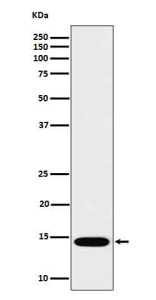 Western blot analysis of IL22 in recombinant human IL22 protein cell lysate using IL22 antibody.